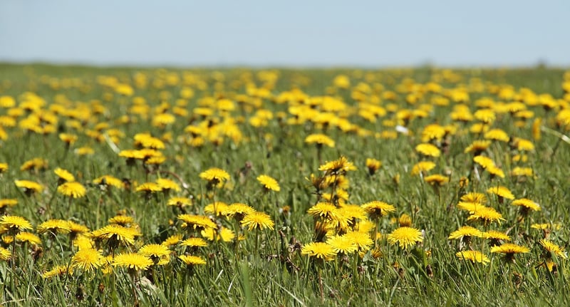Wildflower Seed Packets