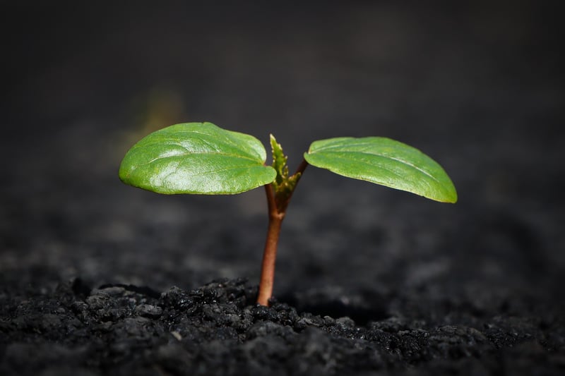 Tree Saplings